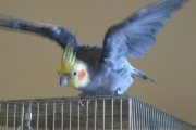 Click Me!